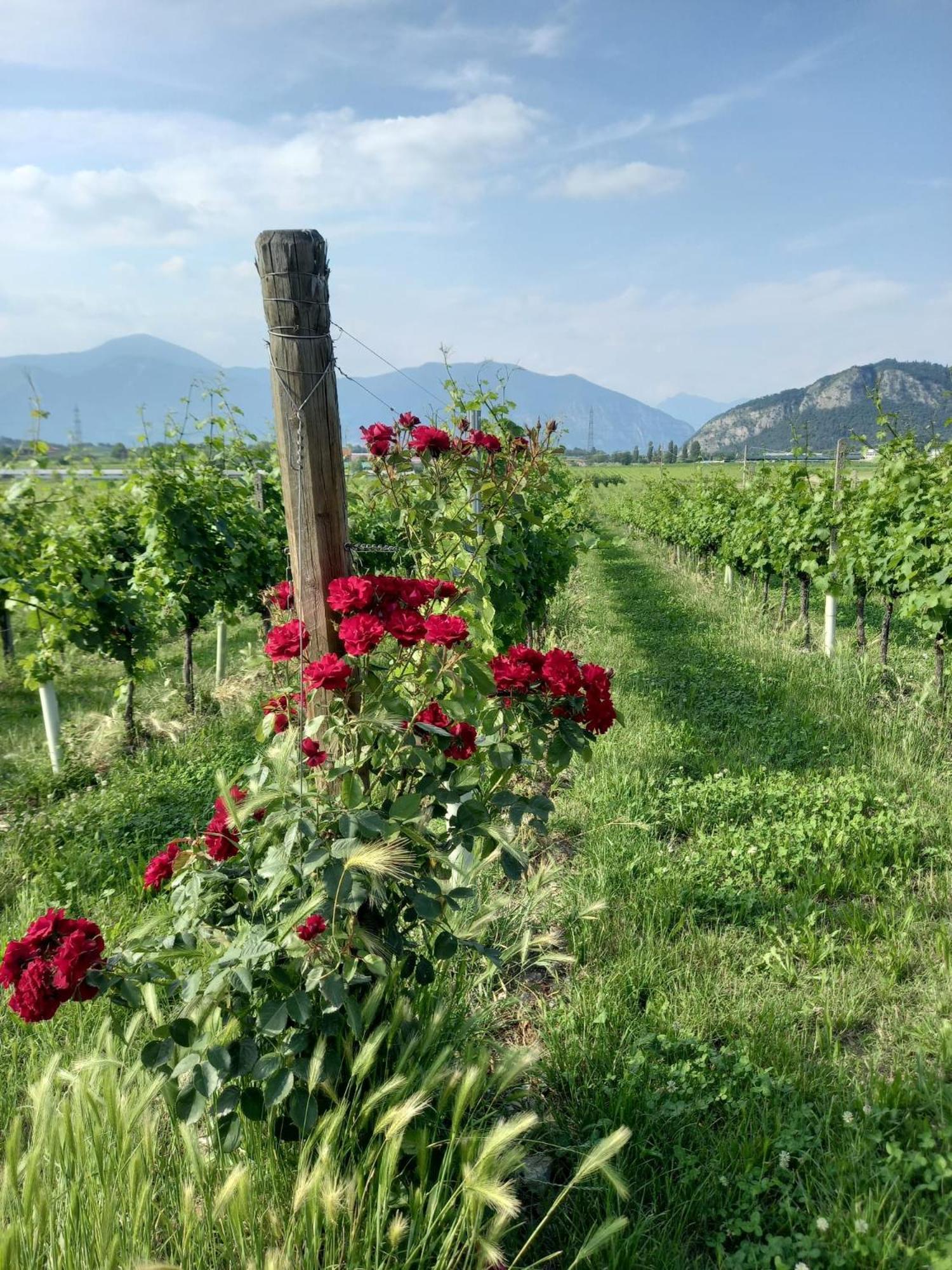Ferienwohnung La Corte Del Bona - Vicino Alle Cantine E A Circa 15 Minuti Dal Lago Di Iseo - Erbusco Exterior foto